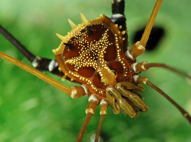 Harvestman The Biology Of Opiliones Spider
